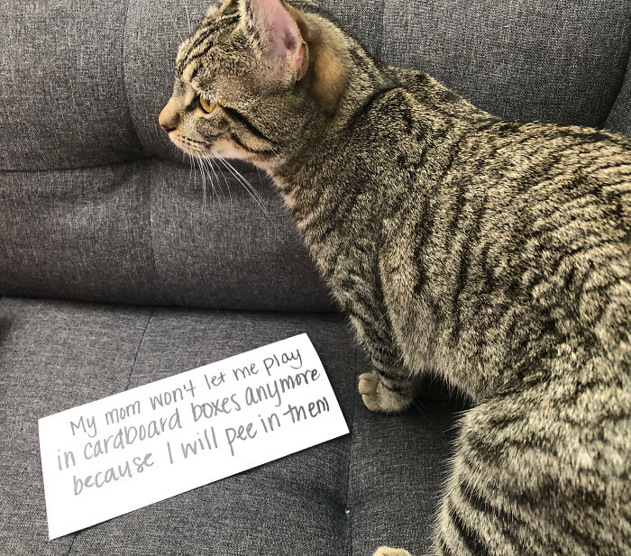 “Ate My Mum’s Slipper”: 87 Owners Who Couldn’t Help But ‘Shame’ Their Pets Online