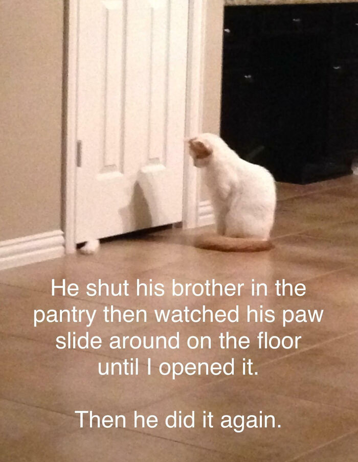 “Ate My Mum’s Slipper”: 87 Owners Who Couldn’t Help But ‘Shame’ Their Pets Online