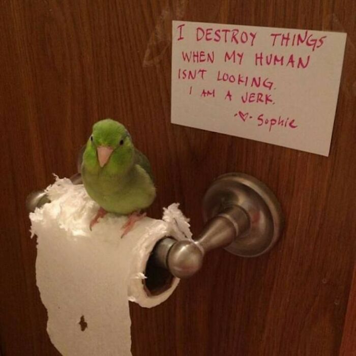 “Ate My Mum’s Slipper”: 87 Owners Who Couldn’t Help But ‘Shame’ Their Pets Online