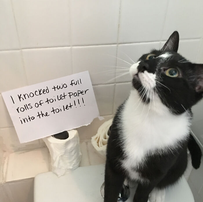 “Ate My Mum’s Slipper”: 87 Owners Who Couldn’t Help But ‘Shame’ Their Pets Online