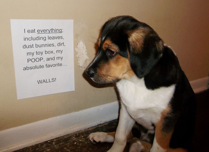 “Ate My Mum’s Slipper”: 87 Owners Who Couldn’t Help But ‘Shame’ Their Pets Online
