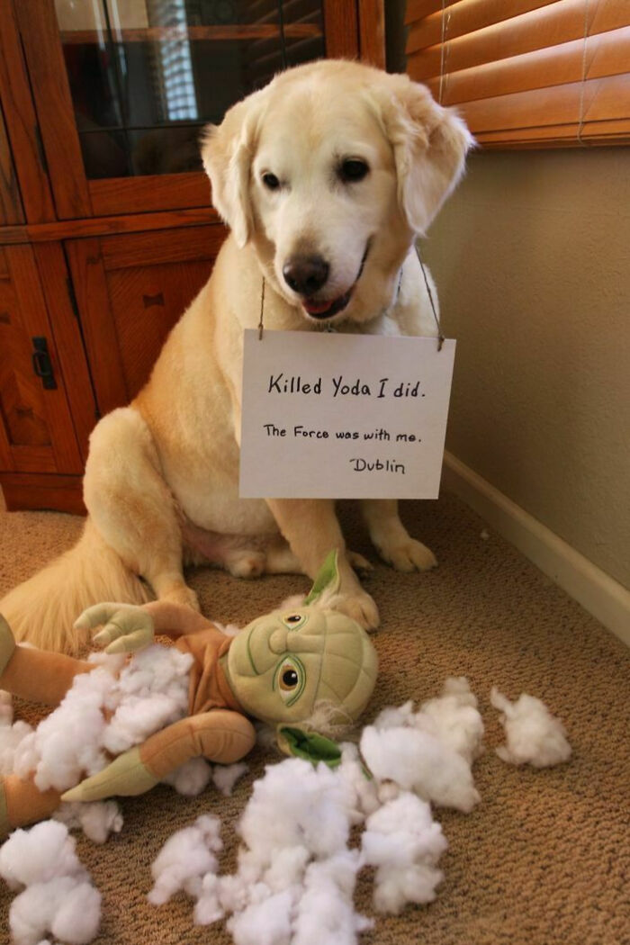 “Ate My Mum’s Slipper”: 87 Owners Who Couldn’t Help But ‘Shame’ Their Pets Online