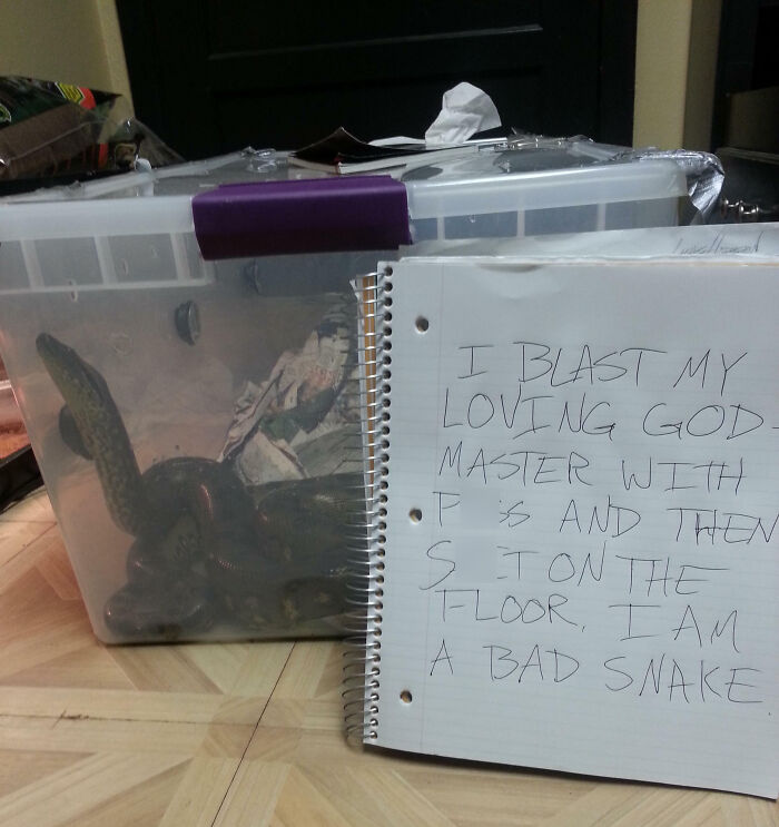 “Ate My Mum’s Slipper”: 87 Owners Who Couldn’t Help But ‘Shame’ Their Pets Online