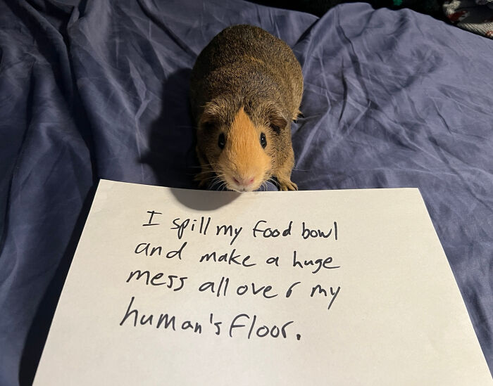 “Ate My Mum’s Slipper”: 87 Owners Who Couldn’t Help But ‘Shame’ Their Pets Online