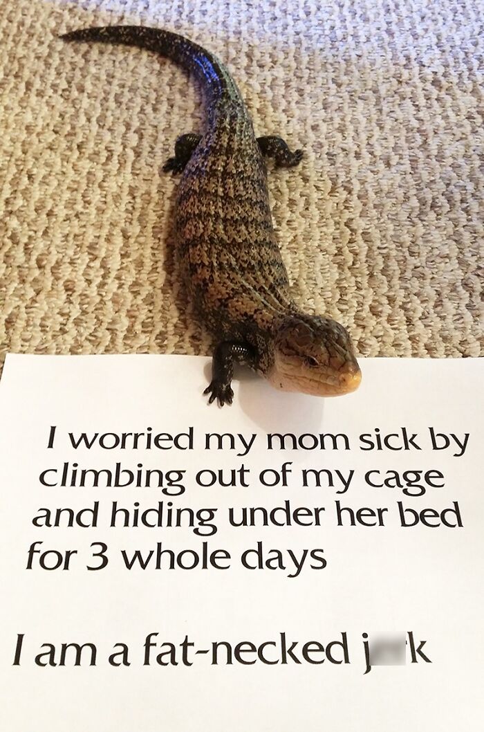 “Ate My Mum’s Slipper”: 87 Owners Who Couldn’t Help But ‘Shame’ Their Pets Online