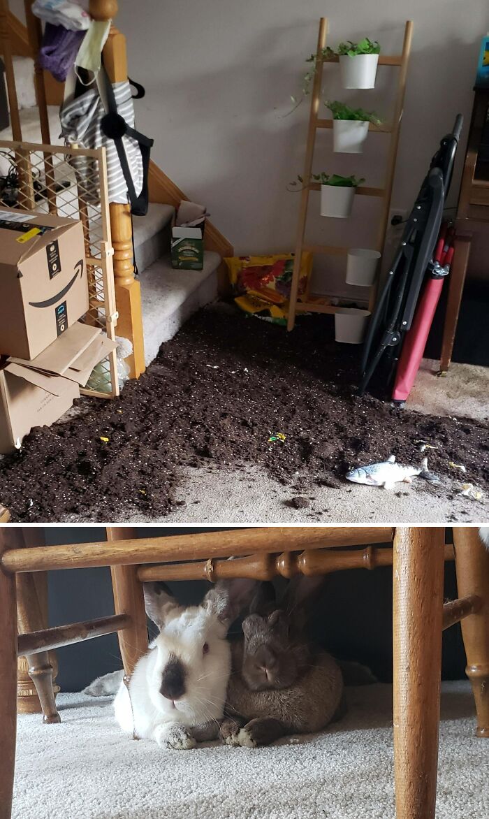 “Ate My Mum’s Slipper”: 87 Owners Who Couldn’t Help But ‘Shame’ Their Pets Online