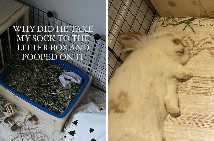 “Ate My Mum’s Slipper”: 87 Owners Who Couldn’t Help But ‘Shame’ Their Pets Online