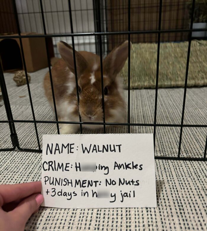 “Ate My Mum’s Slipper”: 87 Owners Who Couldn’t Help But ‘Shame’ Their Pets Online