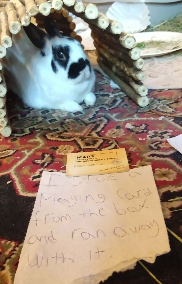 “Ate My Mum’s Slipper”: 87 Owners Who Couldn’t Help But ‘Shame’ Their Pets Online