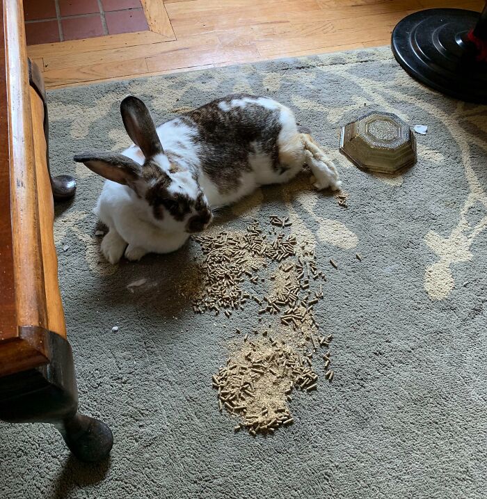 “Ate My Mum’s Slipper”: 87 Owners Who Couldn’t Help But ‘Shame’ Their Pets Online