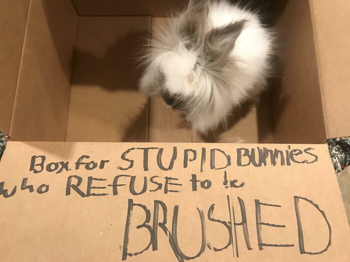 “Ate My Mum’s Slipper”: 87 Owners Who Couldn’t Help But ‘Shame’ Their Pets Online