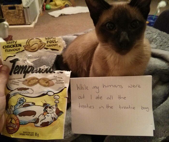 “Ate My Mum’s Slipper”: 87 Owners Who Couldn’t Help But ‘Shame’ Their Pets Online