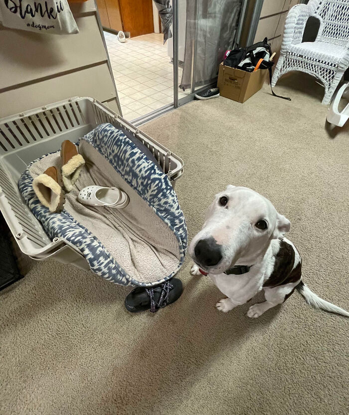 “Ate My Mum’s Slipper”: 87 Owners Who Couldn’t Help But ‘Shame’ Their Pets Online