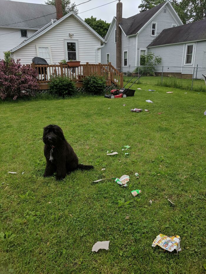“Ate My Mum’s Slipper”: 87 Owners Who Couldn’t Help But ‘Shame’ Their Pets Online