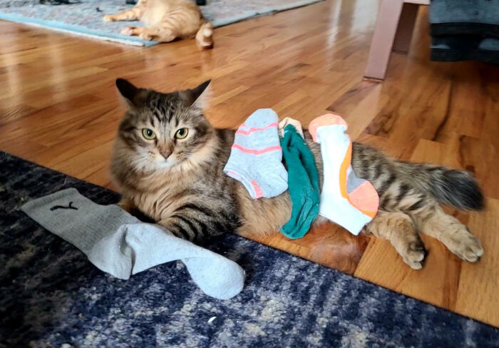 “Ate My Mum’s Slipper”: 87 Owners Who Couldn’t Help But ‘Shame’ Their Pets Online