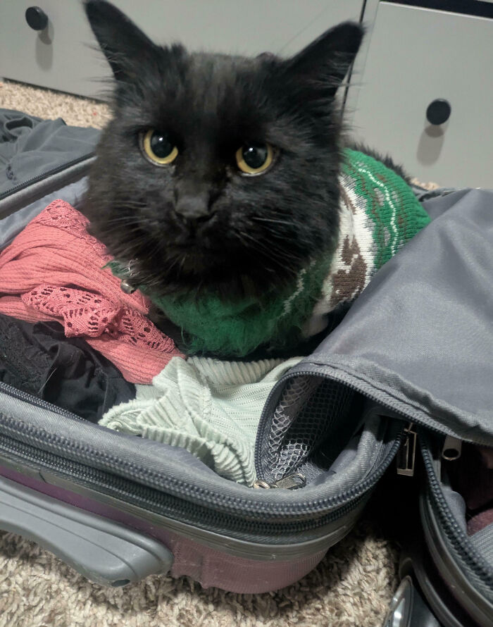 “Ate My Mum’s Slipper”: 87 Owners Who Couldn’t Help But ‘Shame’ Their Pets Online