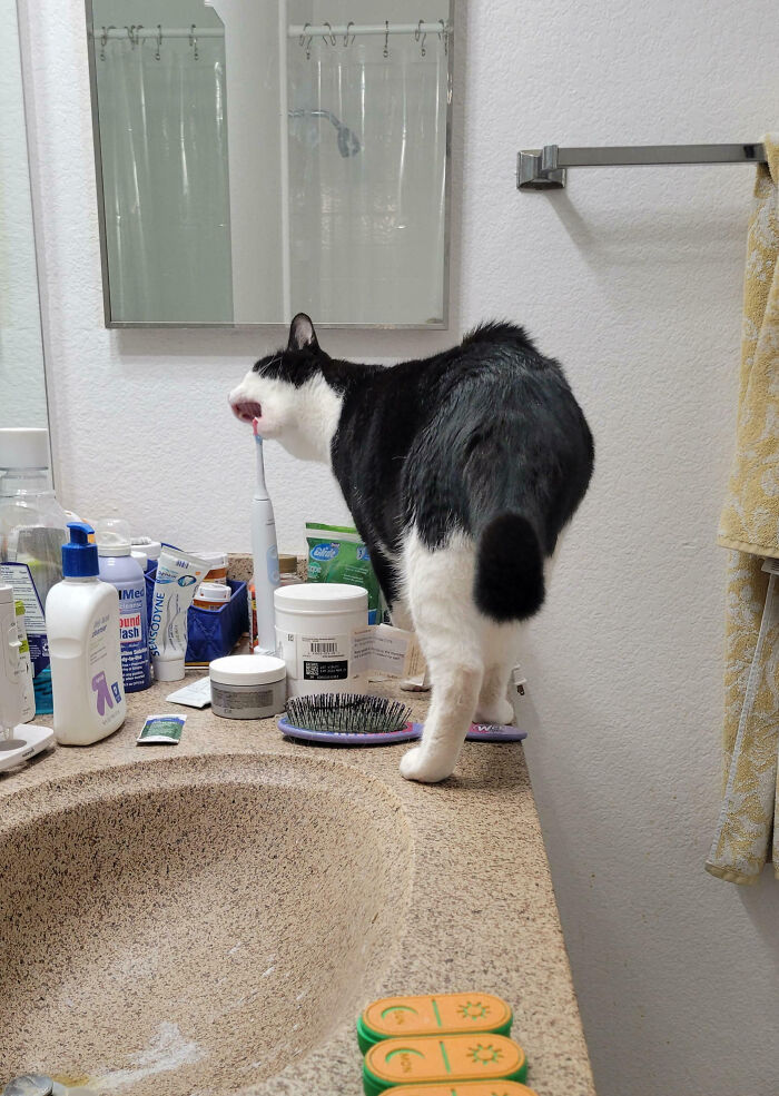 “Ate My Mum’s Slipper”: 87 Owners Who Couldn’t Help But ‘Shame’ Their Pets Online