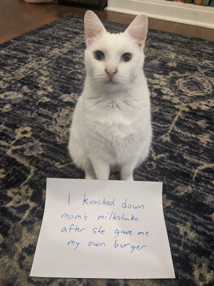 “Ate My Mum’s Slipper”: 87 Owners Who Couldn’t Help But ‘Shame’ Their Pets Online
