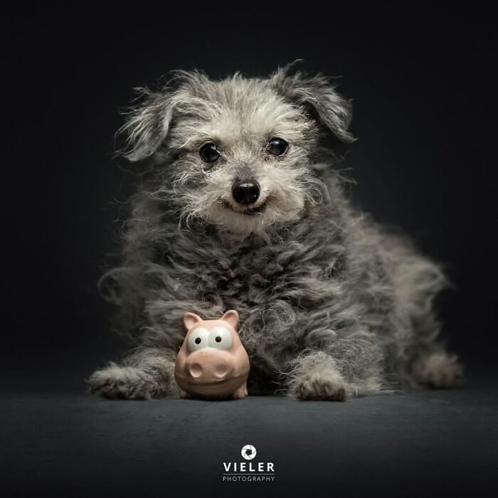 30 Touching Pictures Of Senior Dogs By Christian Vieler That Might Melt Your Heart