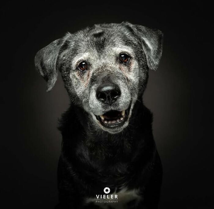30 Touching Pictures Of Senior Dogs By Christian Vieler That Might Melt Your Heart