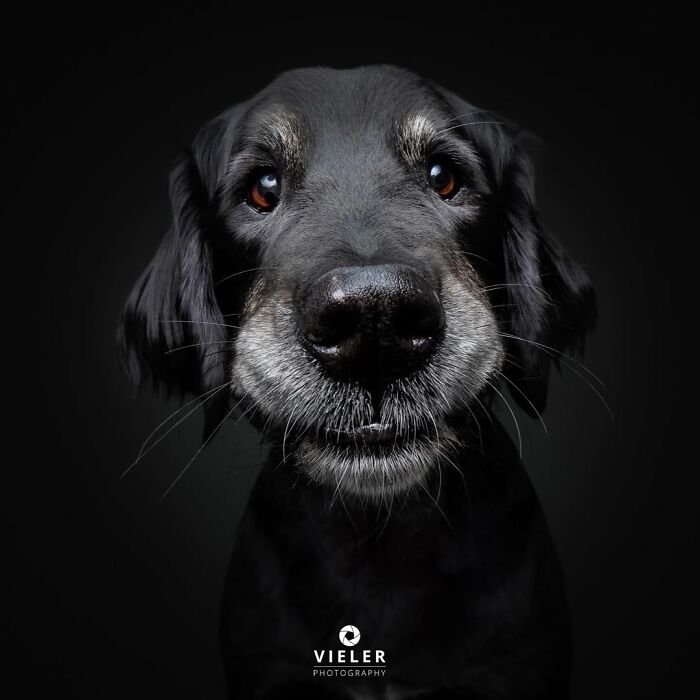 30 Touching Pictures Of Senior Dogs By Christian Vieler That Might Melt Your Heart