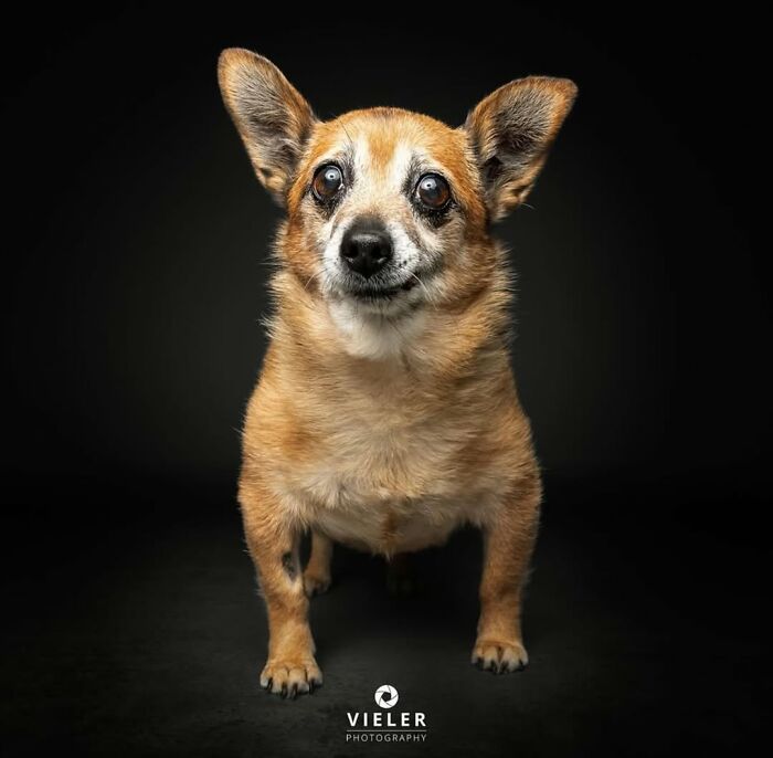 30 Touching Pictures Of Senior Dogs By Christian Vieler That Might Melt Your Heart