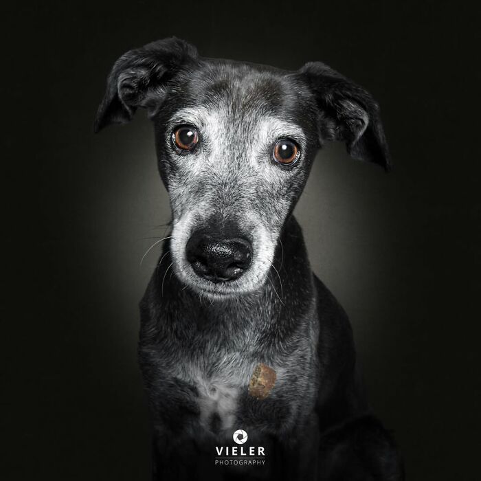 30 Touching Pictures Of Senior Dogs By Christian Vieler That Might Melt Your Heart