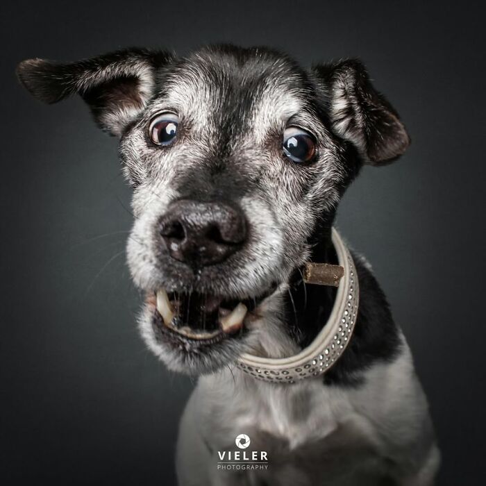 30 Touching Pictures Of Senior Dogs By Christian Vieler That Might Melt Your Heart