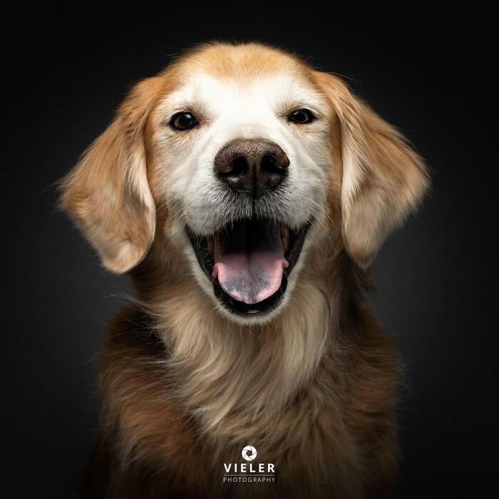 30 Touching Pictures Of Senior Dogs By Christian Vieler That Might Melt Your Heart