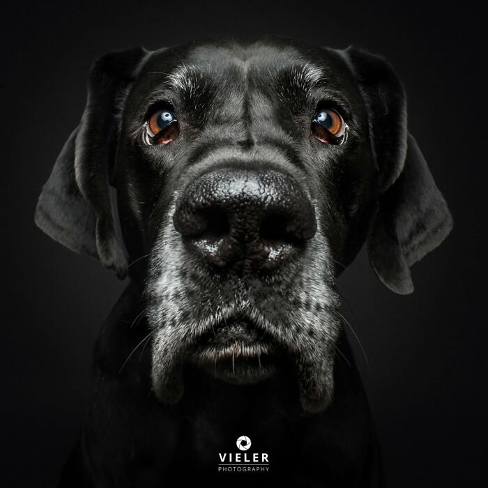 30 Touching Pictures Of Senior Dogs By Christian Vieler That Might Melt Your Heart