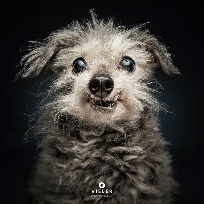 30 Touching Pictures Of Senior Dogs By Christian Vieler That Might Melt Your Heart
