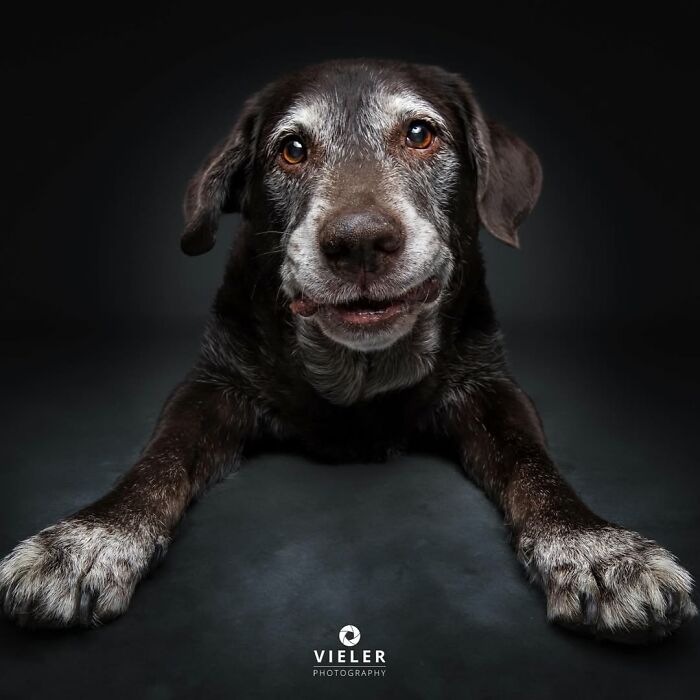 30 Touching Pictures Of Senior Dogs By Christian Vieler That Might Melt Your Heart