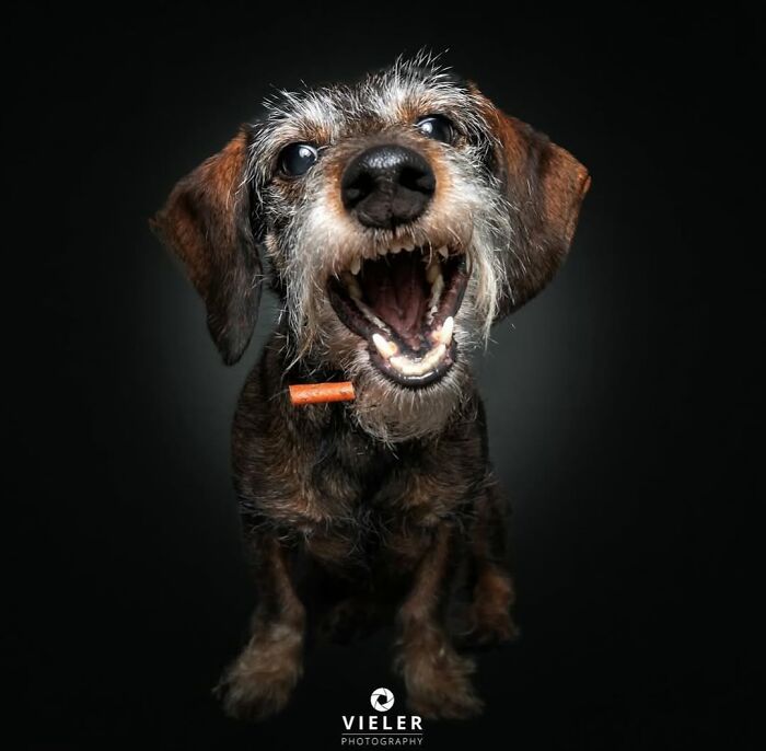 30 Touching Pictures Of Senior Dogs By Christian Vieler That Might Melt Your Heart