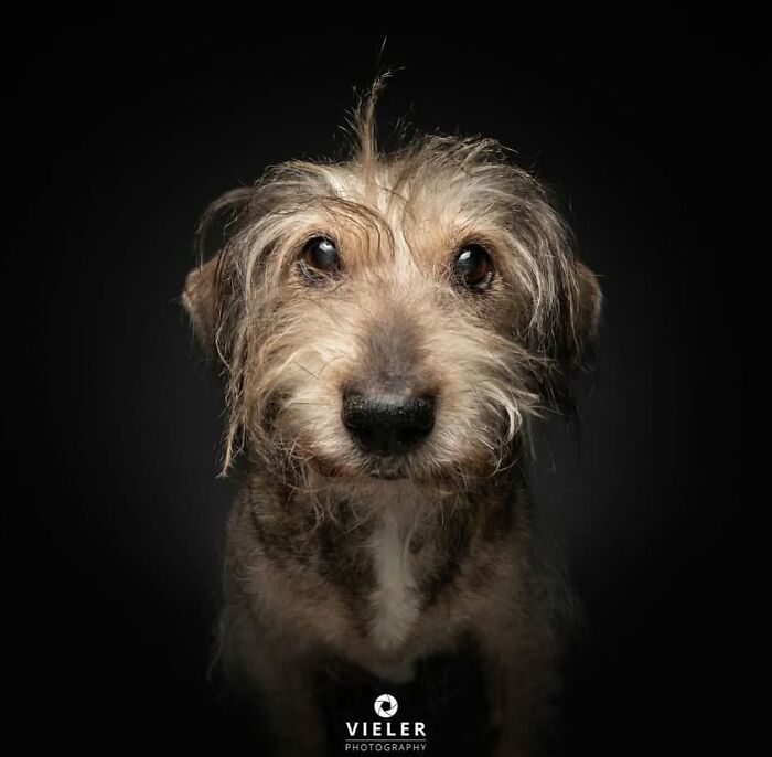 30 Touching Pictures Of Senior Dogs By Christian Vieler That Might Melt Your Heart