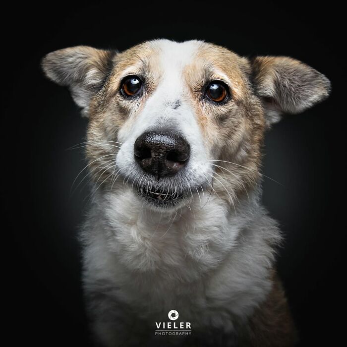 30 Touching Pictures Of Senior Dogs By Christian Vieler That Might Melt Your Heart
