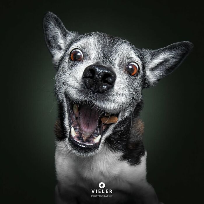 30 Touching Pictures Of Senior Dogs By Christian Vieler That Might Melt Your Heart