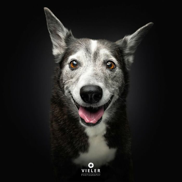 30 Touching Pictures Of Senior Dogs By Christian Vieler That Might Melt Your Heart