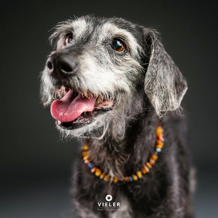 30 Touching Pictures Of Senior Dogs By Christian Vieler That Might Melt Your Heart