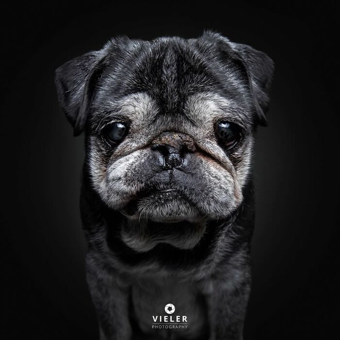 30 Touching Pictures Of Senior Dogs By Christian Vieler That Might Melt Your Heart