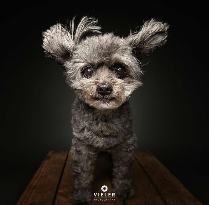 30 Touching Pictures Of Senior Dogs By Christian Vieler That Might Melt Your Heart