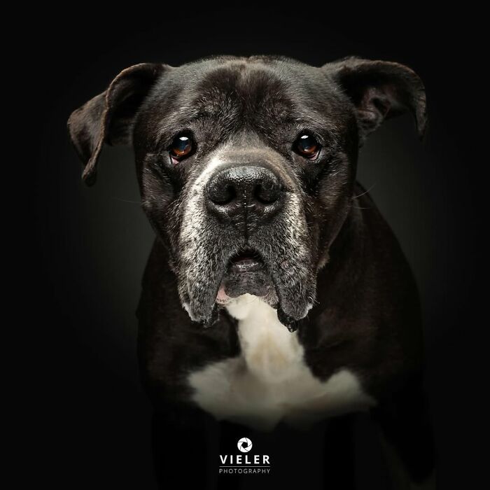 30 Touching Pictures Of Senior Dogs By Christian Vieler That Might Melt Your Heart