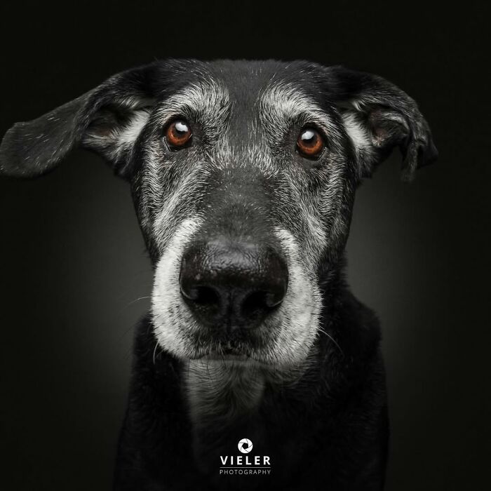 30 Touching Pictures Of Senior Dogs By Christian Vieler That Might Melt Your Heart