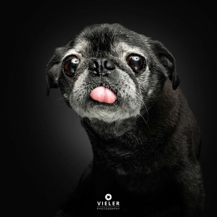 30 Touching Pictures Of Senior Dogs By Christian Vieler That Might Melt Your Heart