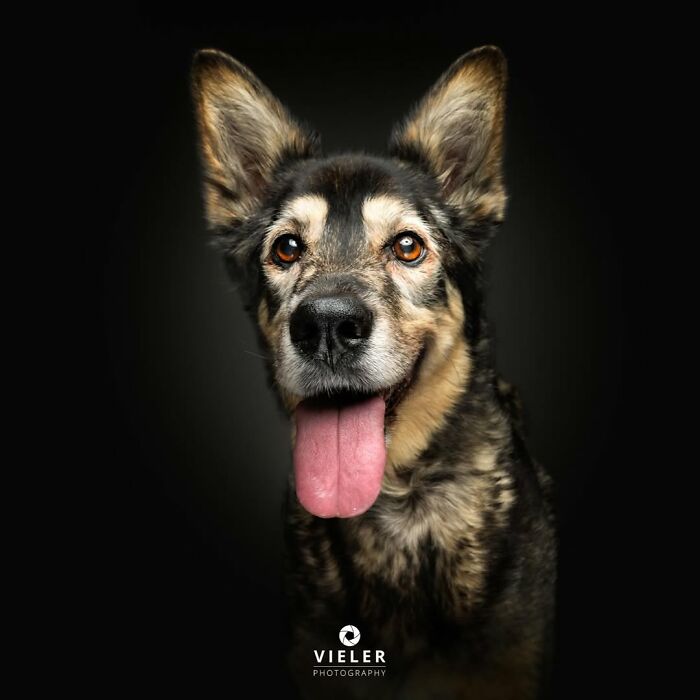 30 Touching Pictures Of Senior Dogs By Christian Vieler That Might Melt Your Heart