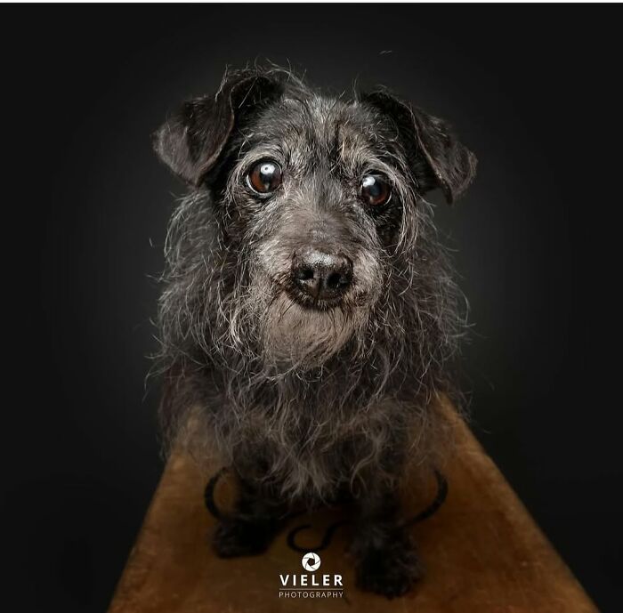 30 Touching Pictures Of Senior Dogs By Christian Vieler That Might Melt Your Heart