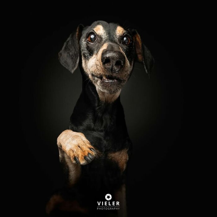 30 Touching Pictures Of Senior Dogs By Christian Vieler That Might Melt Your Heart