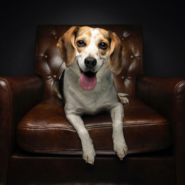30 Touching Pictures Of Senior Dogs By Christian Vieler That Might Melt Your Heart