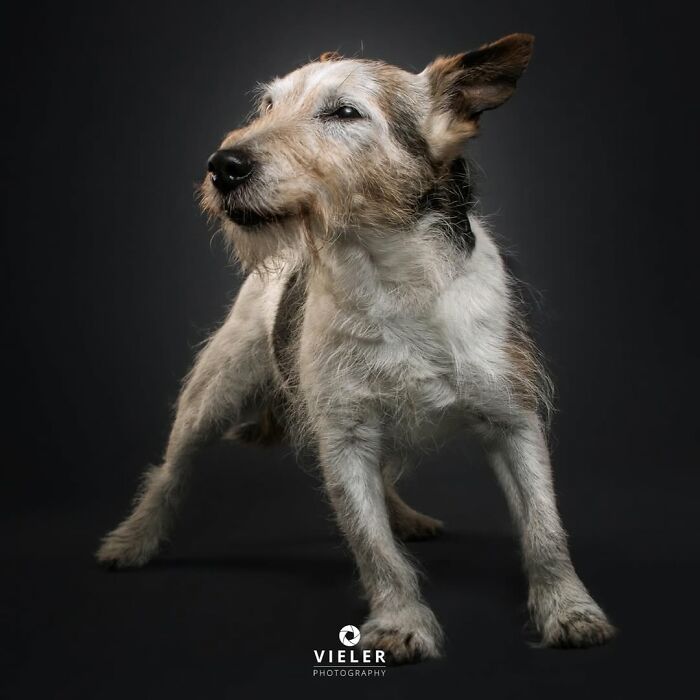 30 Touching Pictures Of Senior Dogs By Christian Vieler That Might Melt Your Heart