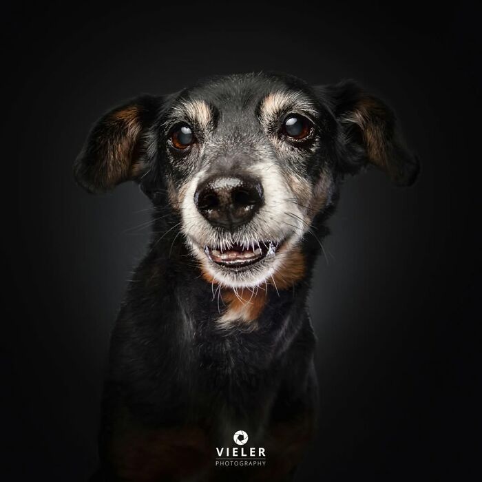 30 Touching Pictures Of Senior Dogs By Christian Vieler That Might Melt Your Heart