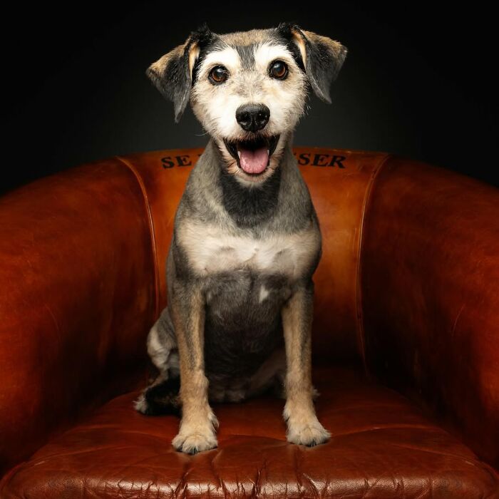 30 Touching Pictures Of Senior Dogs By Christian Vieler That Might Melt Your Heart